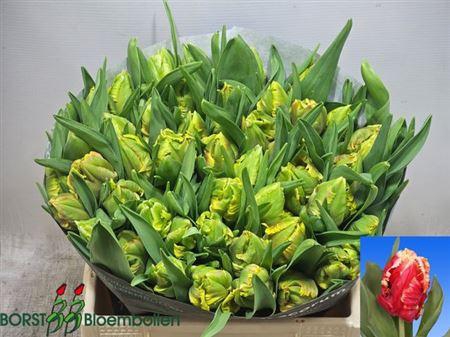 <h4>Tu Pa Dee Jay Parrot</h4>