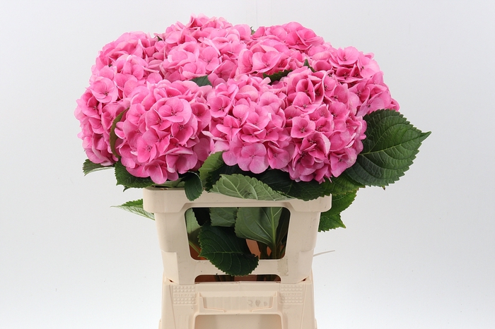 <h4>hydrangea royal Love</h4>