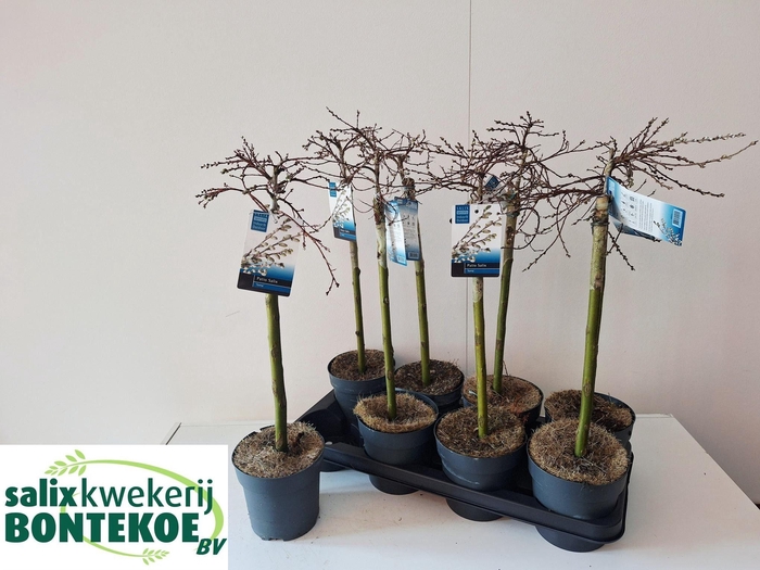 <h4>SALIX REP IONA</h4>