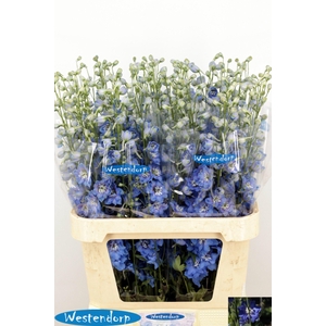 DELPH DU KI OCE BLUE