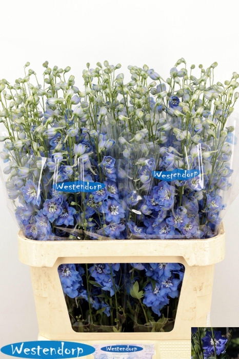 <h4>DELPH DU KI OCE BLUE</h4>