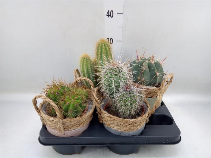 <h4>Cactus   ...</h4>