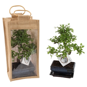 Bonsai Mixed in ø15cm Ceramic in Jute Giftbag S-Shape