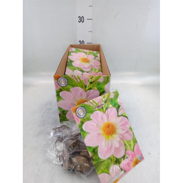 <h4>Dahlia   ...flowerbulbs</h4>