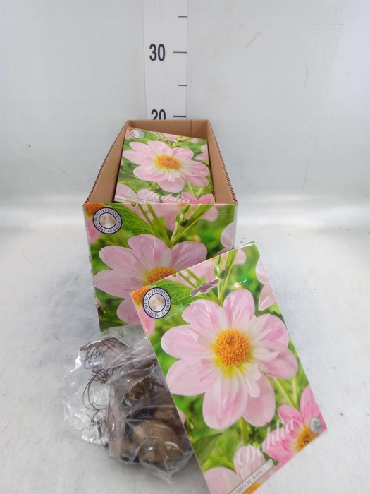 <h4>Dahlia ...flowerbulbs</h4>