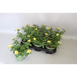 Portulaca Orange Twister