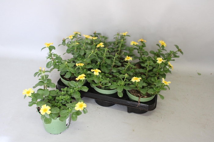 <h4>Portulaca Orange Twister</h4>
