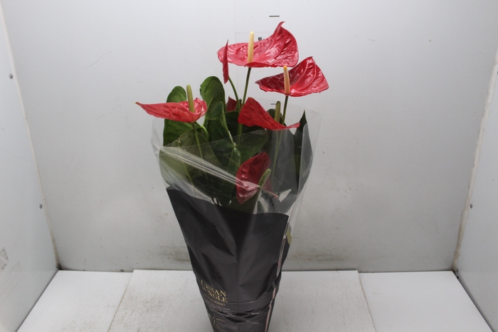 <h4>ANTHURIUM OREGON P19 VERMELHO PREMIUM</h4>