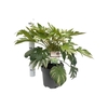 Fatsia jap. 'Spiderweb' sense C10