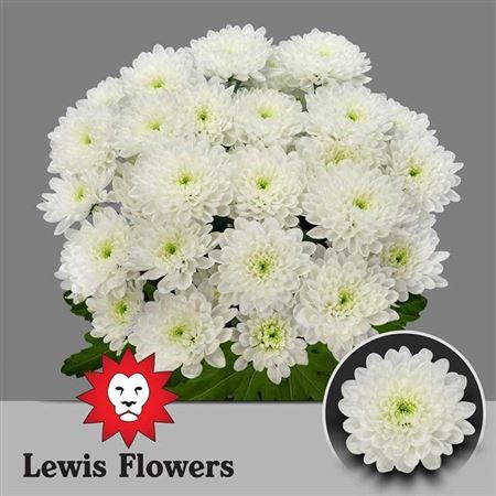<h4>Chrysanthemum( Indicum Grp) tros Altaj</h4>