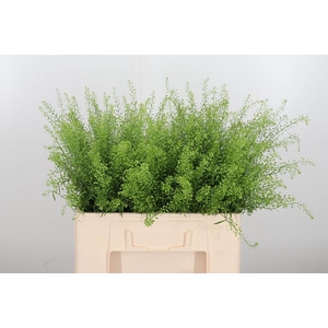 Lepidium Green Bell