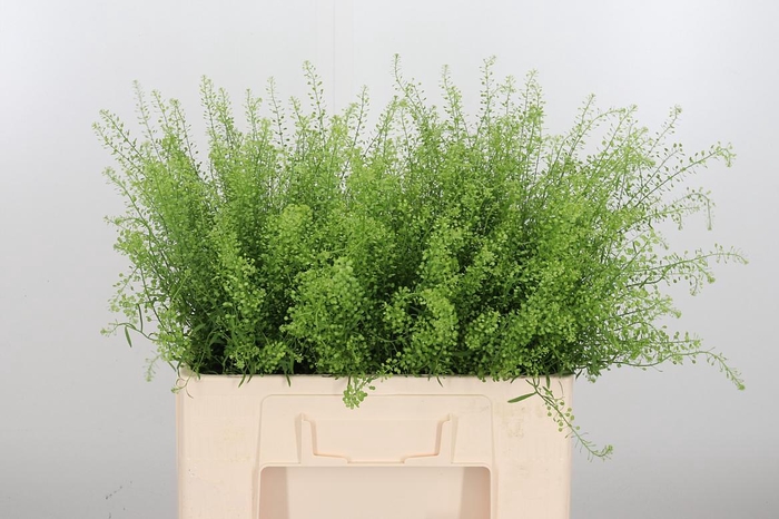 <h4>Lepidium Green Bell</h4>