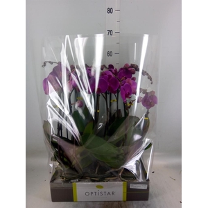 Phalaenopsis   ...lilac