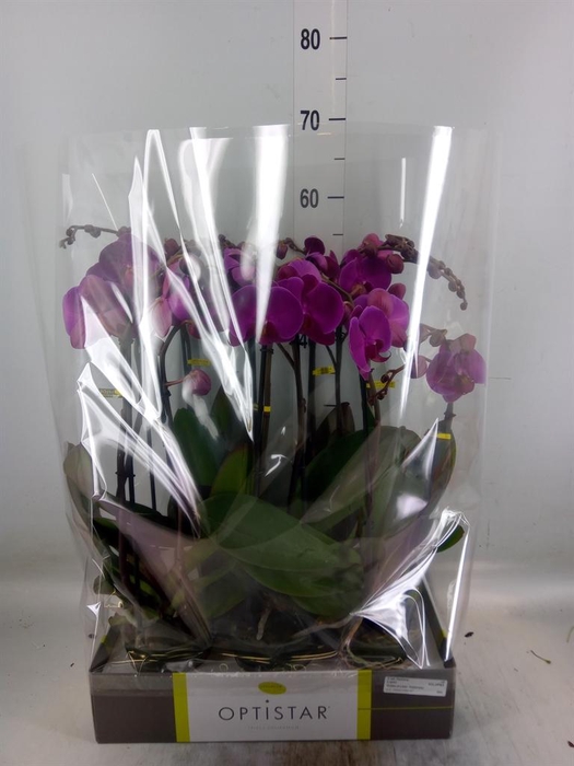 <h4>Phalaenopsis   ...lilac</h4>