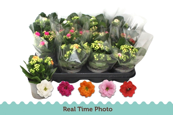 <h4>KAL GE GEM 5 KL</h4>