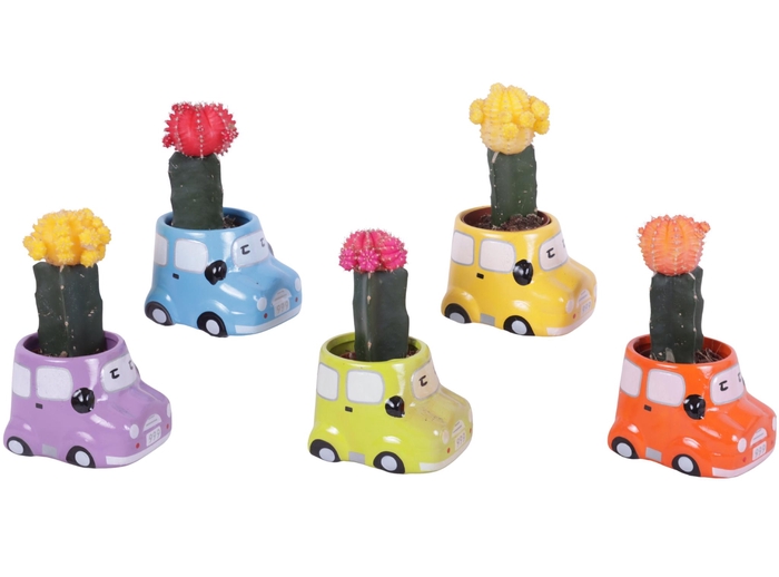 <h4>Thank you Teacher Arr. Cactus Ceramic Pot Car Ø09cm 1PP</h4>