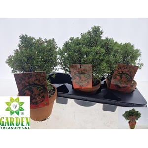 BONSAI OV