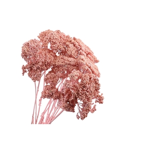 Achillea Pink Wash