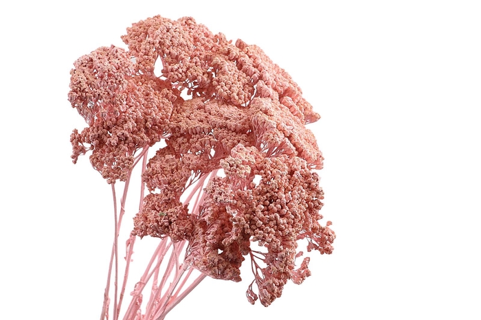 Achillea Pink Wash