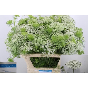 AMMI VIS CASABLANCA