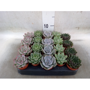 Echeveria   ...mix