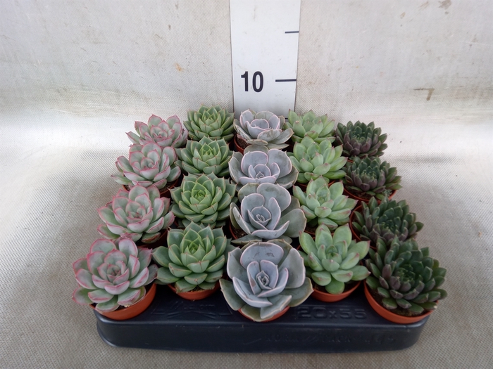 <h4>Echeveria   ...mix</h4>