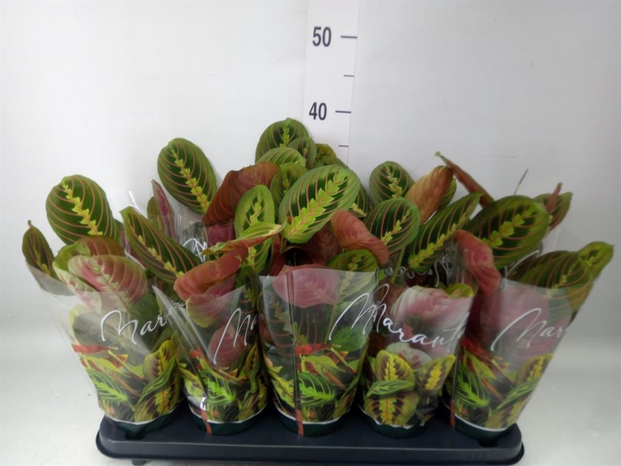 <h4>Maranta leuc. 'Fascinator'</h4>