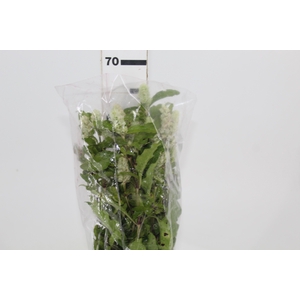 CAMARAO VERDE 050 CM