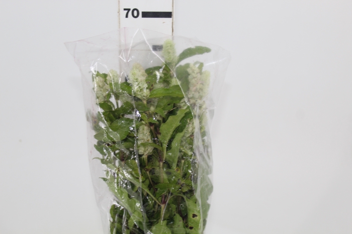 <h4>CAMARAO VERDE 050 CM</h4>