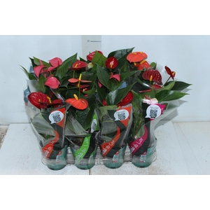 ANTHURIUM VARIADO P09