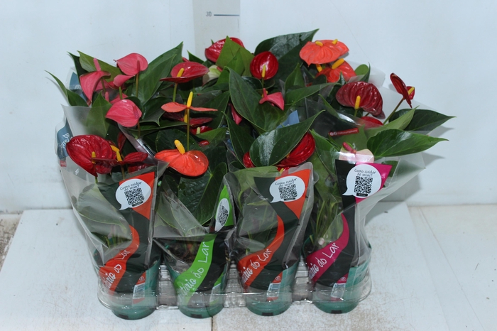 <h4>ANTHURIUM VARIADO P09</h4>
