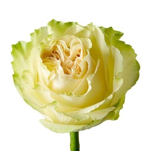 Rosa a grande fleur Goldfinch