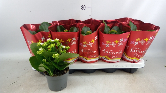 <h4>Kalanchoe blos.   ..mix 2</h4>