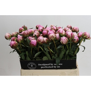 Paeonia Sarah Bernhardt