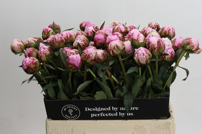 <h4>Paeonia Sarah Bernhardt</h4>