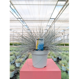 Festuca glauca 'Intens Blue'