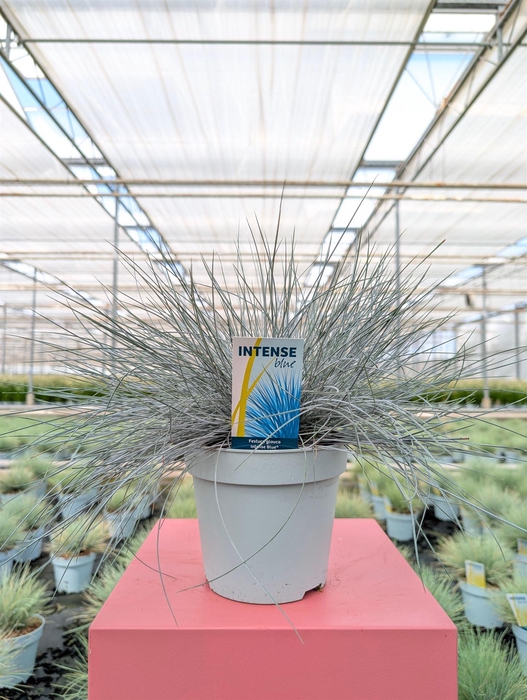 <h4>Festuca glauca 'Intens Blue'</h4>