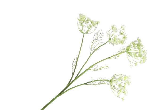 <h4>Anethum Cream FL440344CRM</h4>