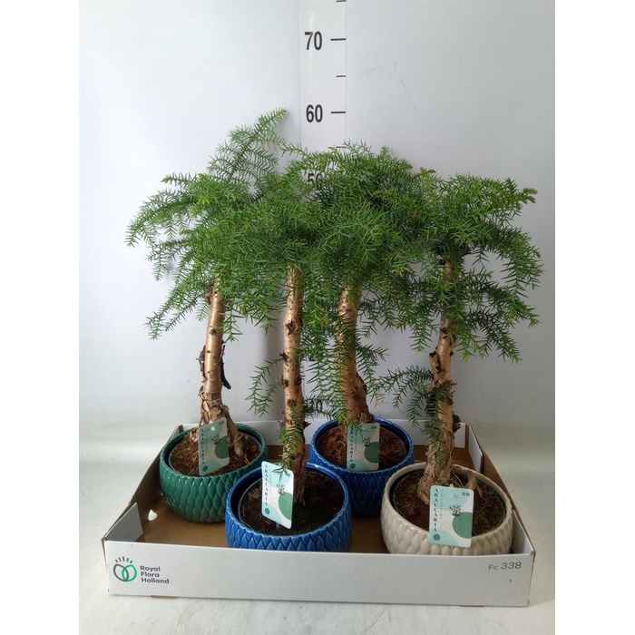 <h4>Araucaria   ...</h4>