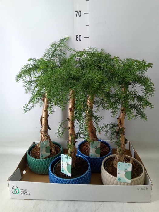 <h4>Araucaria   ...</h4>