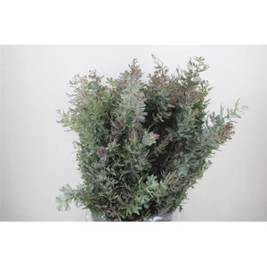 Mimosa Baleana P Bunch