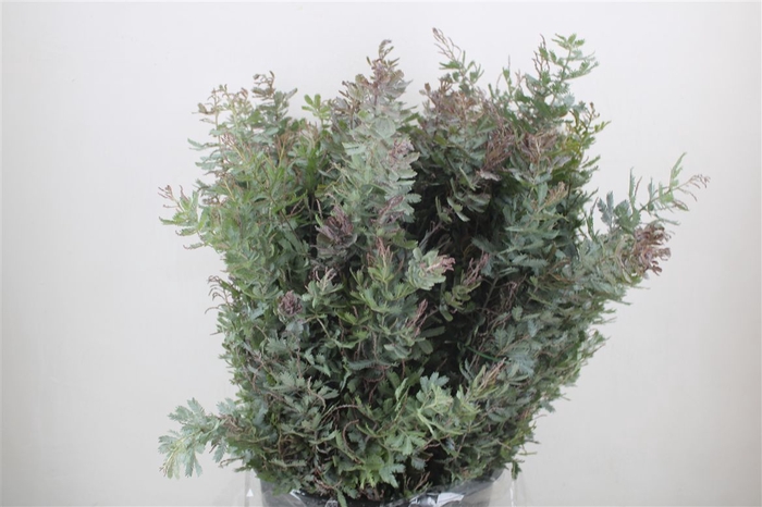 <h4>Mimosa Baleana P Bunch</h4>