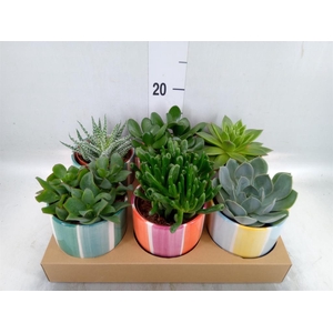 Succulents   ...