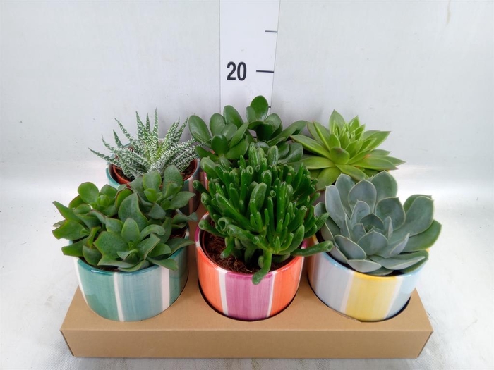 <h4>Succulents   ...</h4>