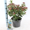Viburnum tinus 'Gwenlian' C5