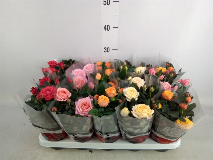 <h4>Rosa  'Kordana Grande'   ...mix</h4>