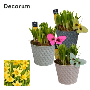 Narcis Diamond Bucket GM HL12527