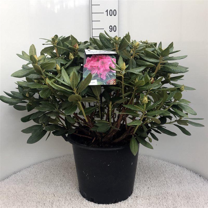 <h4>Rhodo. 'Cosmopolitan' pink</h4>