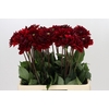 Dahlia Red Runner