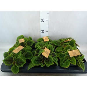 Pilea alumi